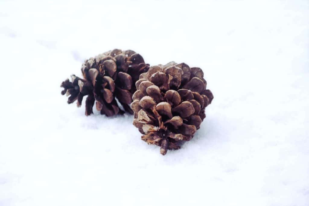 Fir Cones In the Snow
